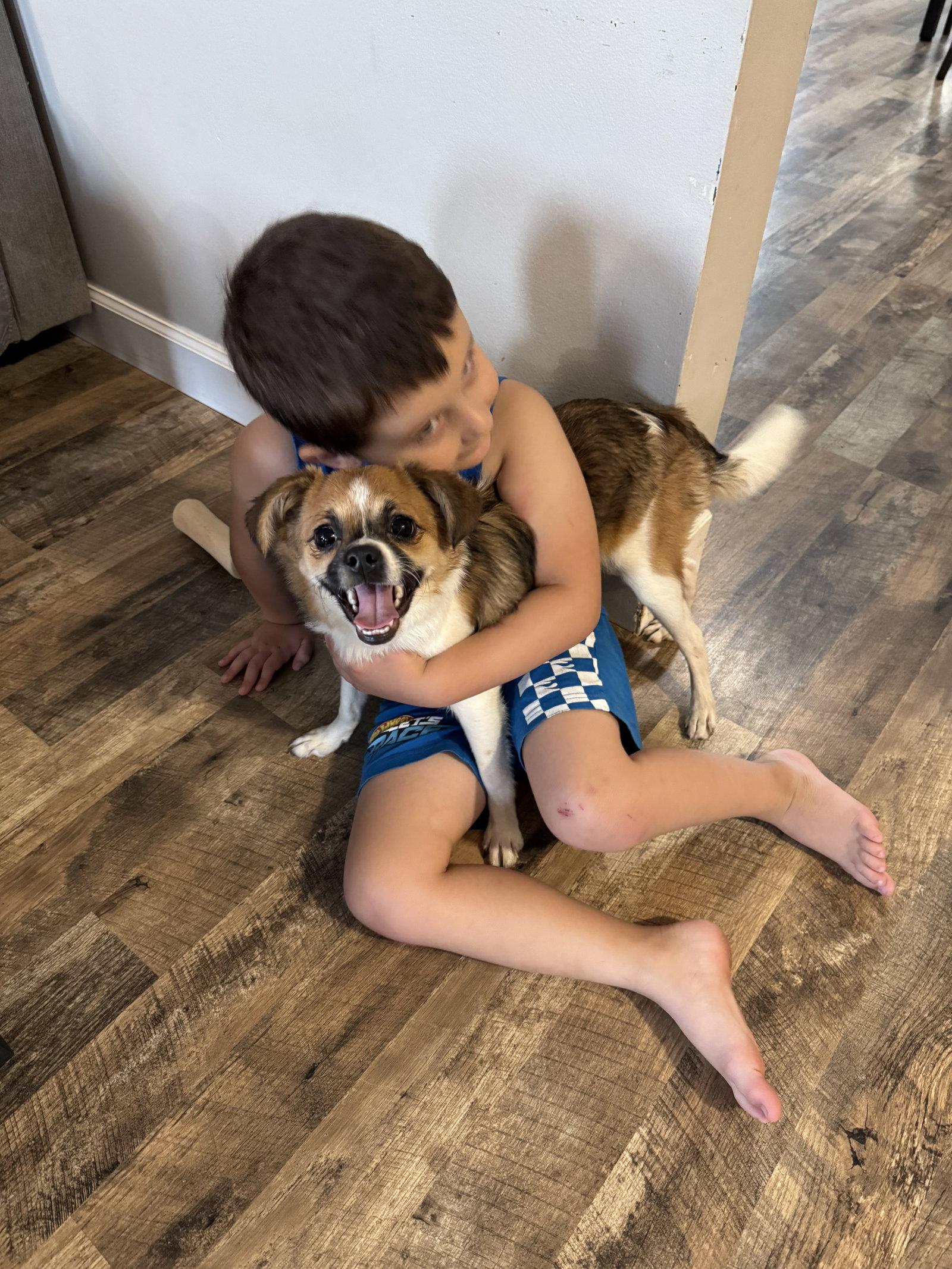 Enlarge BENNY, a Adopted mixed breed in Fenton, MO image 3/3