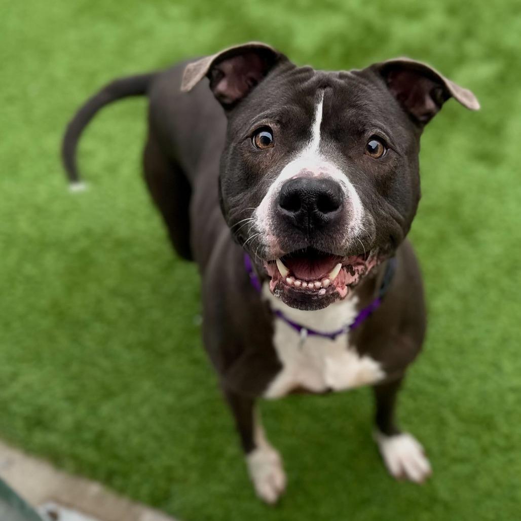 Enlarge Isabella, a Adoptable Pit Bull Terrier in Matteson, IL image 1/6