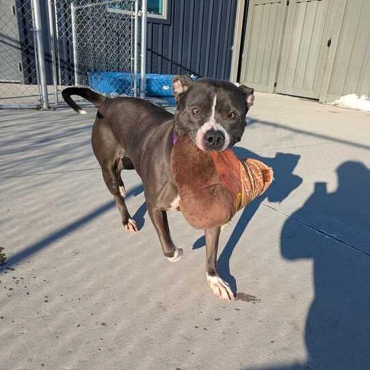 Enlarge Isabella, a Adoptable Pit Bull Terrier in Matteson, IL image 3/6