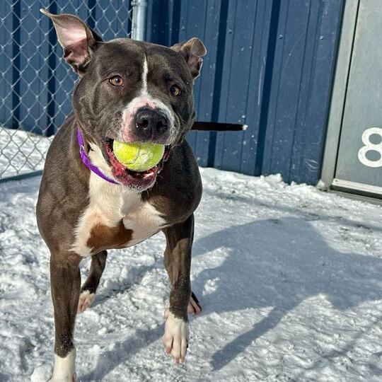 Enlarge Isabella, a Adoptable Pit Bull Terrier in Matteson, IL image 5/6