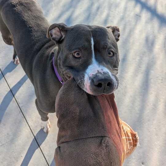 Enlarge Isabella, a Adoptable Pit Bull Terrier in Matteson, IL image 6/6