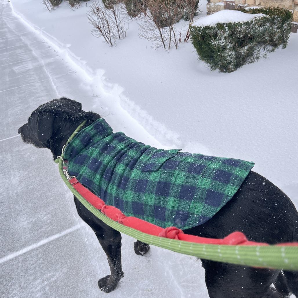 Gambet, a Adoptable mixed breed in Alexandria, VA image 1/6