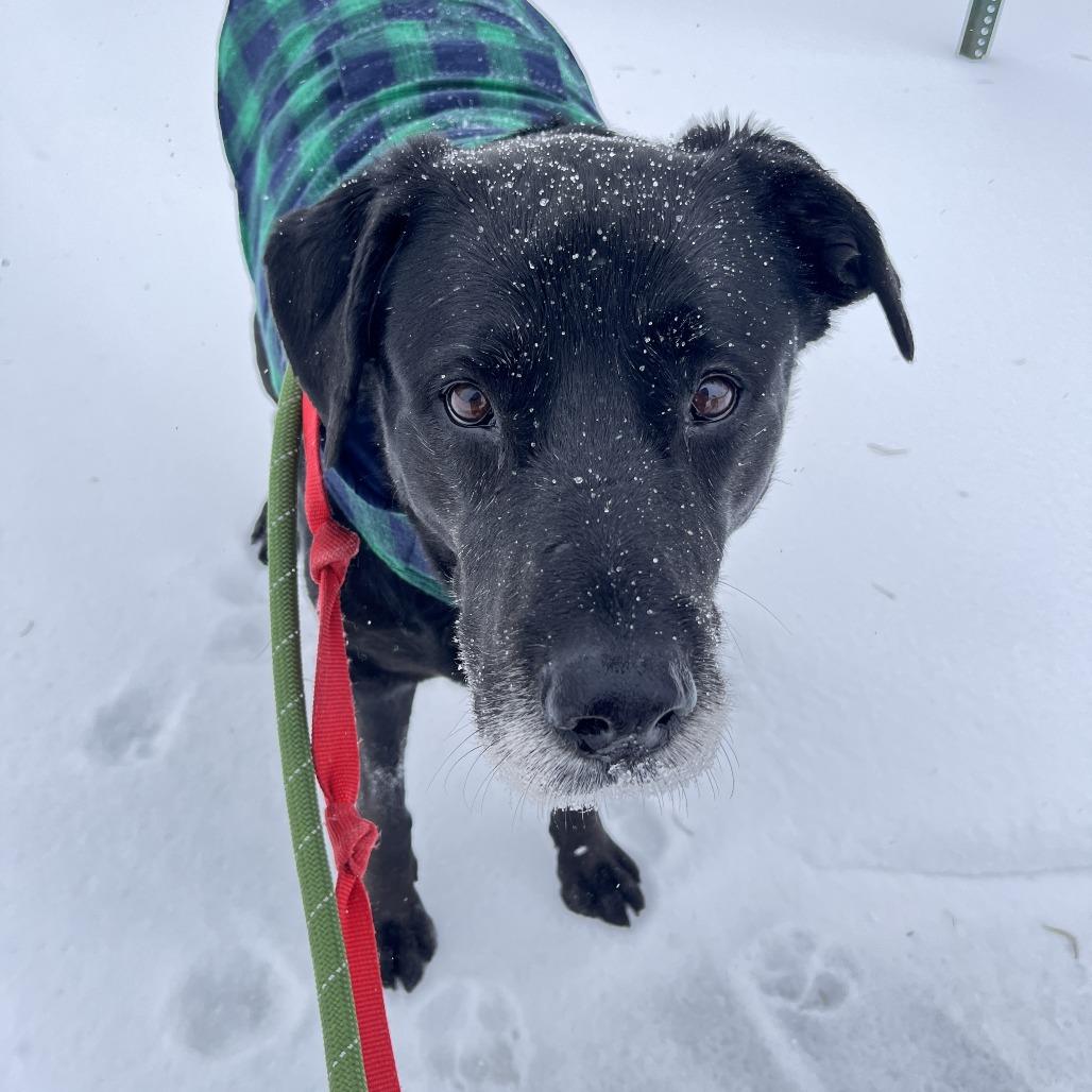 Gambet, a Adoptable mixed breed in Alexandria, VA image 3/6