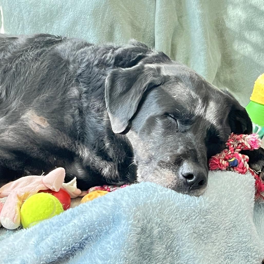 Gambet, a Adoptable mixed breed in Alexandria, VA image 4/6