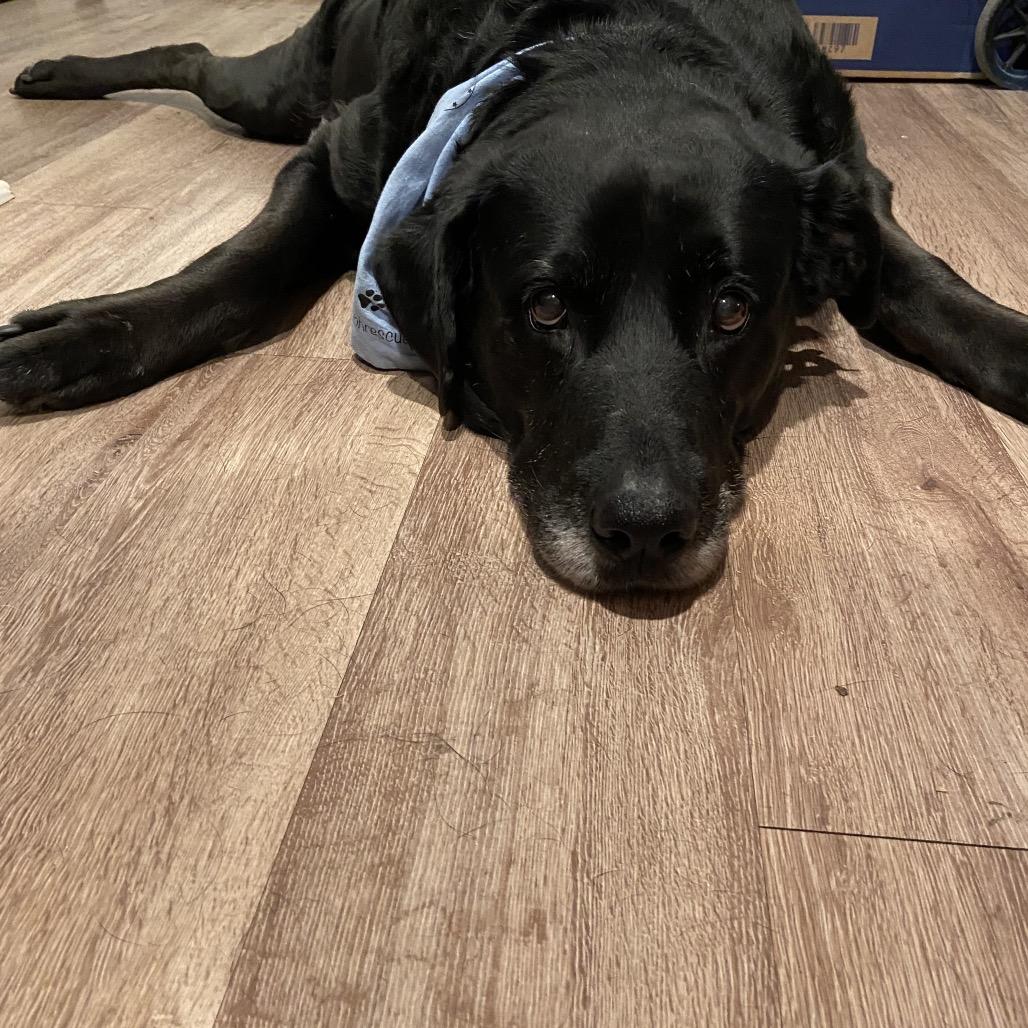 Gambet, a Adoptable mixed breed in Alexandria, VA image 5/6