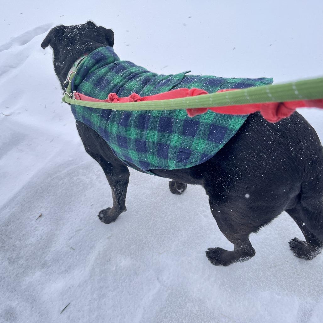 Gambet, a Adoptable mixed breed in Alexandria, VA image 6/6