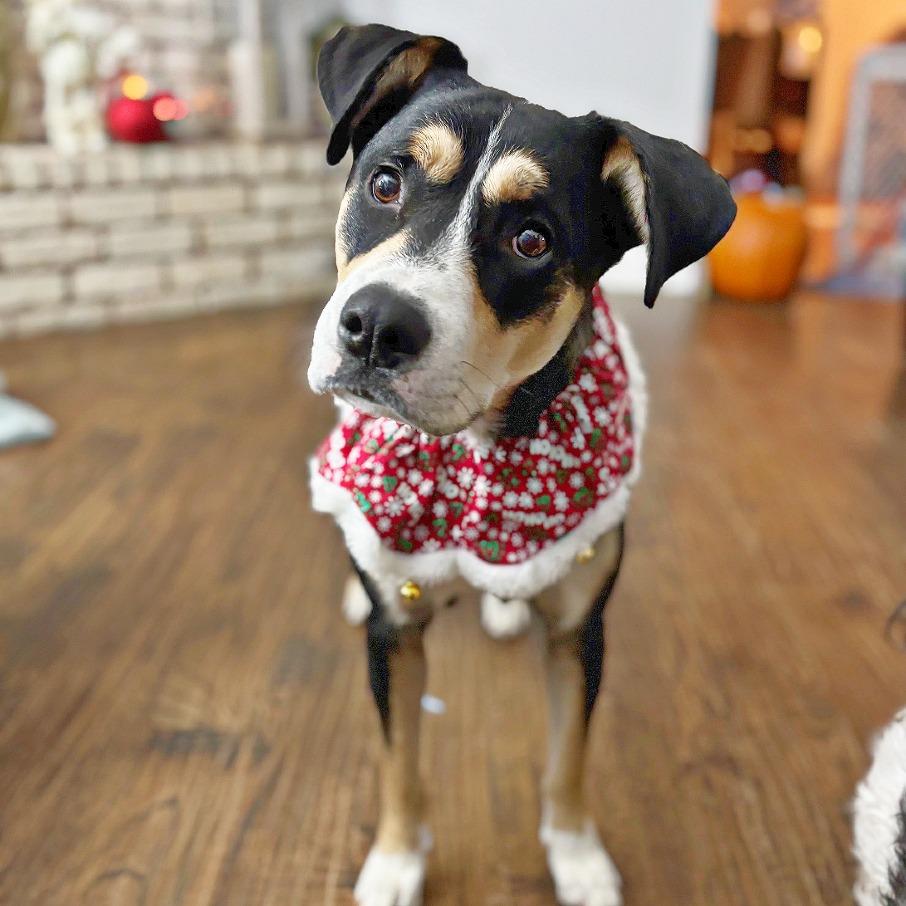 Dot, Adoptable, Young Female Beagle & Boxer.