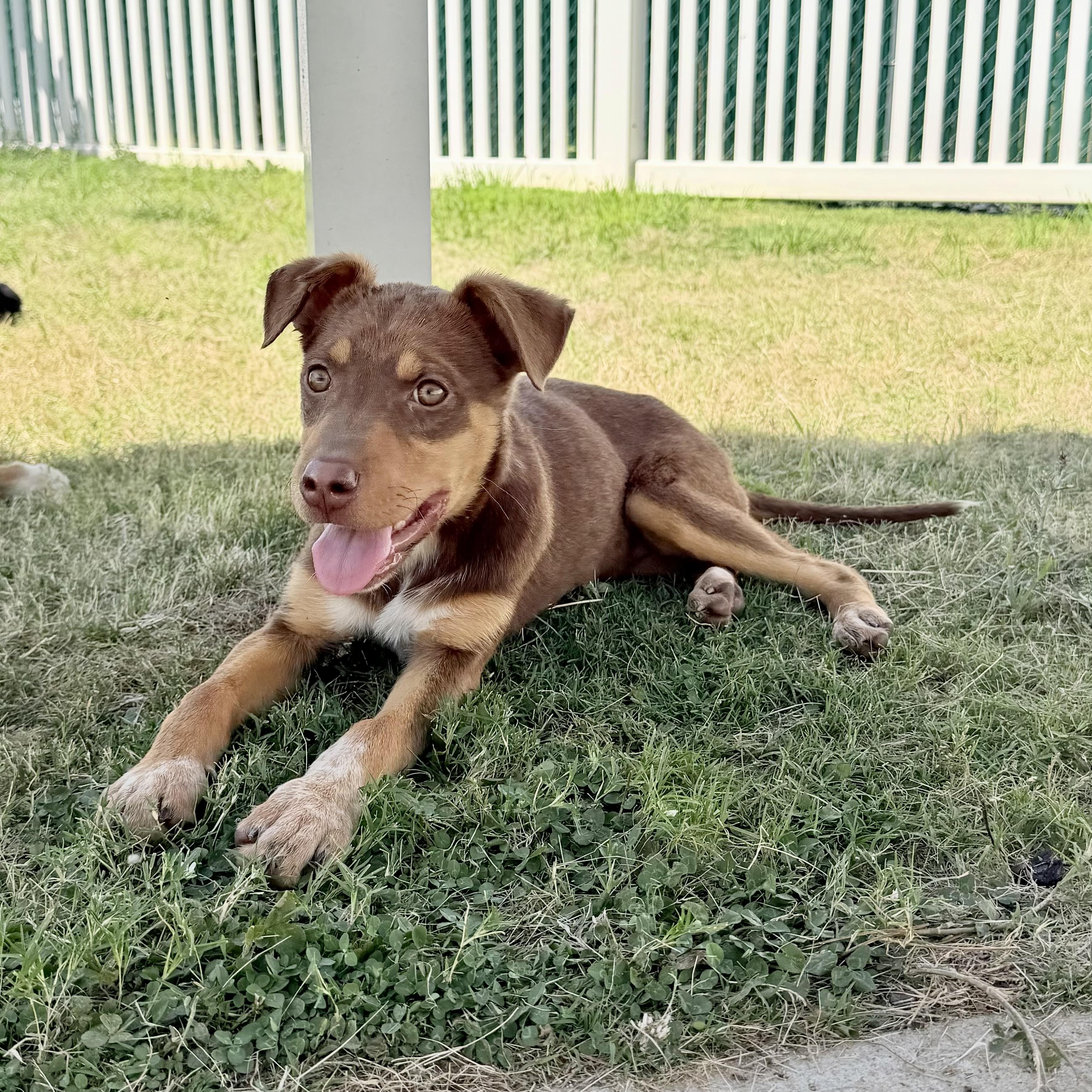 Camilla, Adoptable, Young Female Hound & Husky.