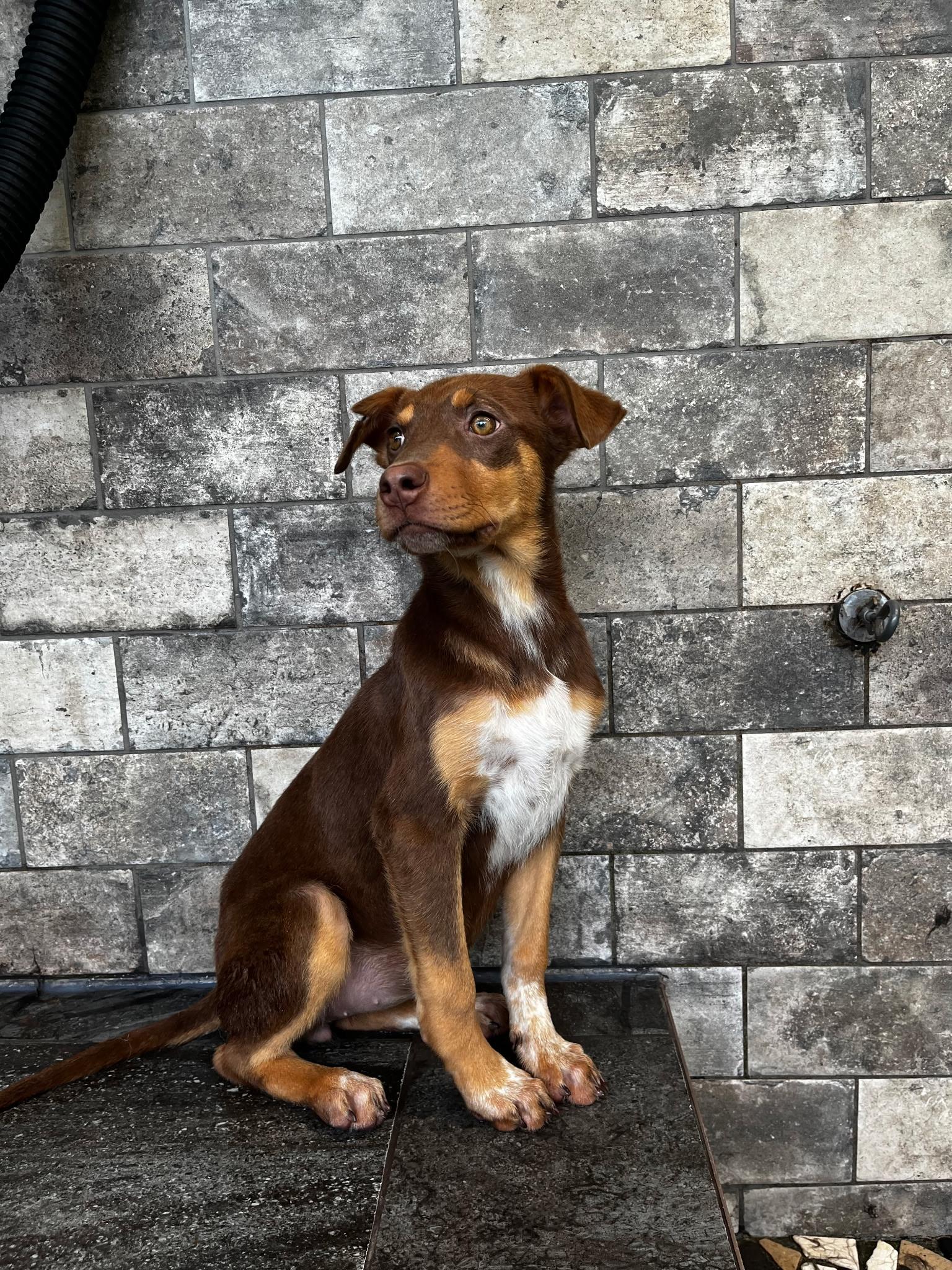 Enlarge Camilla, an adopted mixed breed in Paramus, NJ image 2/6