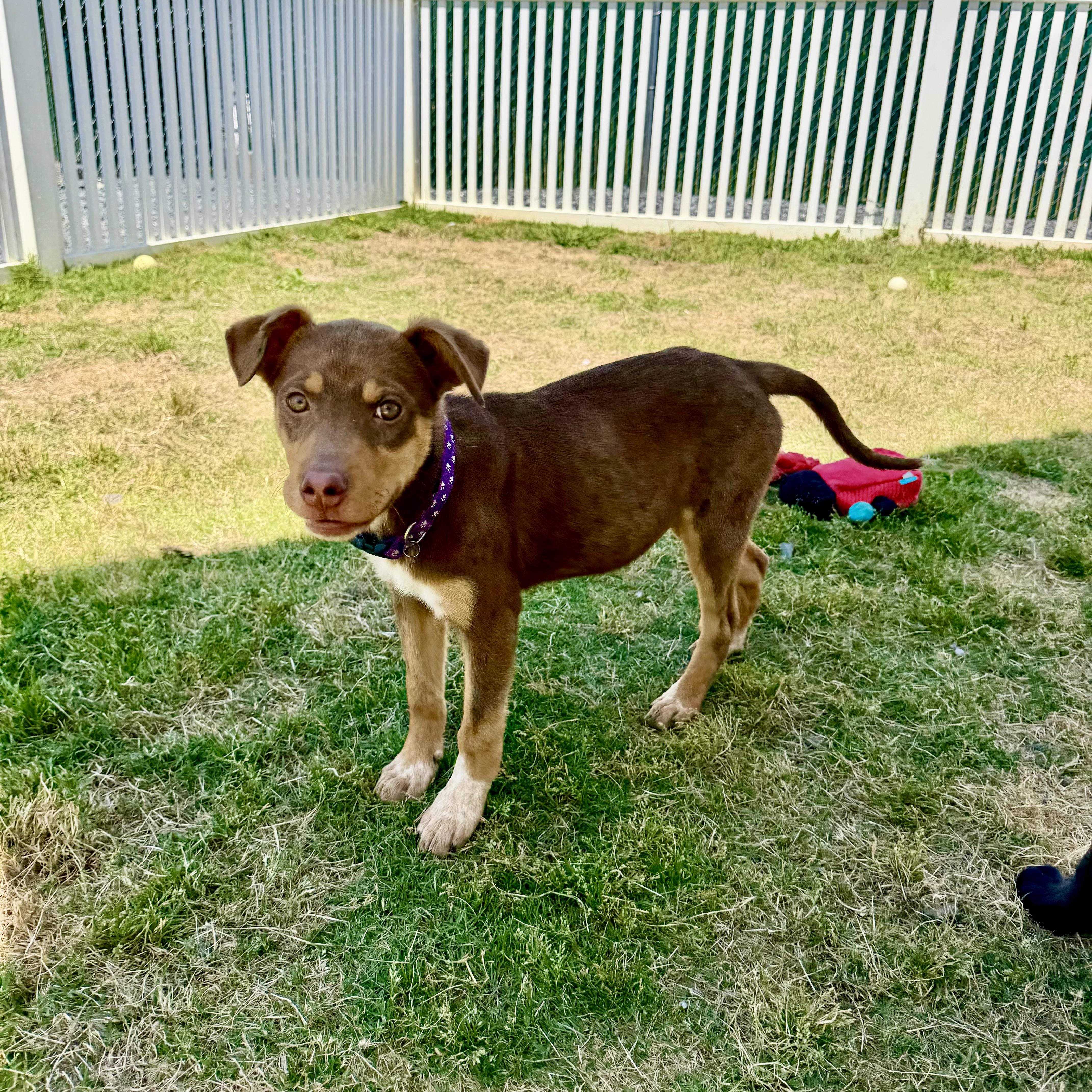 Enlarge Camilla, an adopted mixed breed in Paramus, NJ image 5/6
