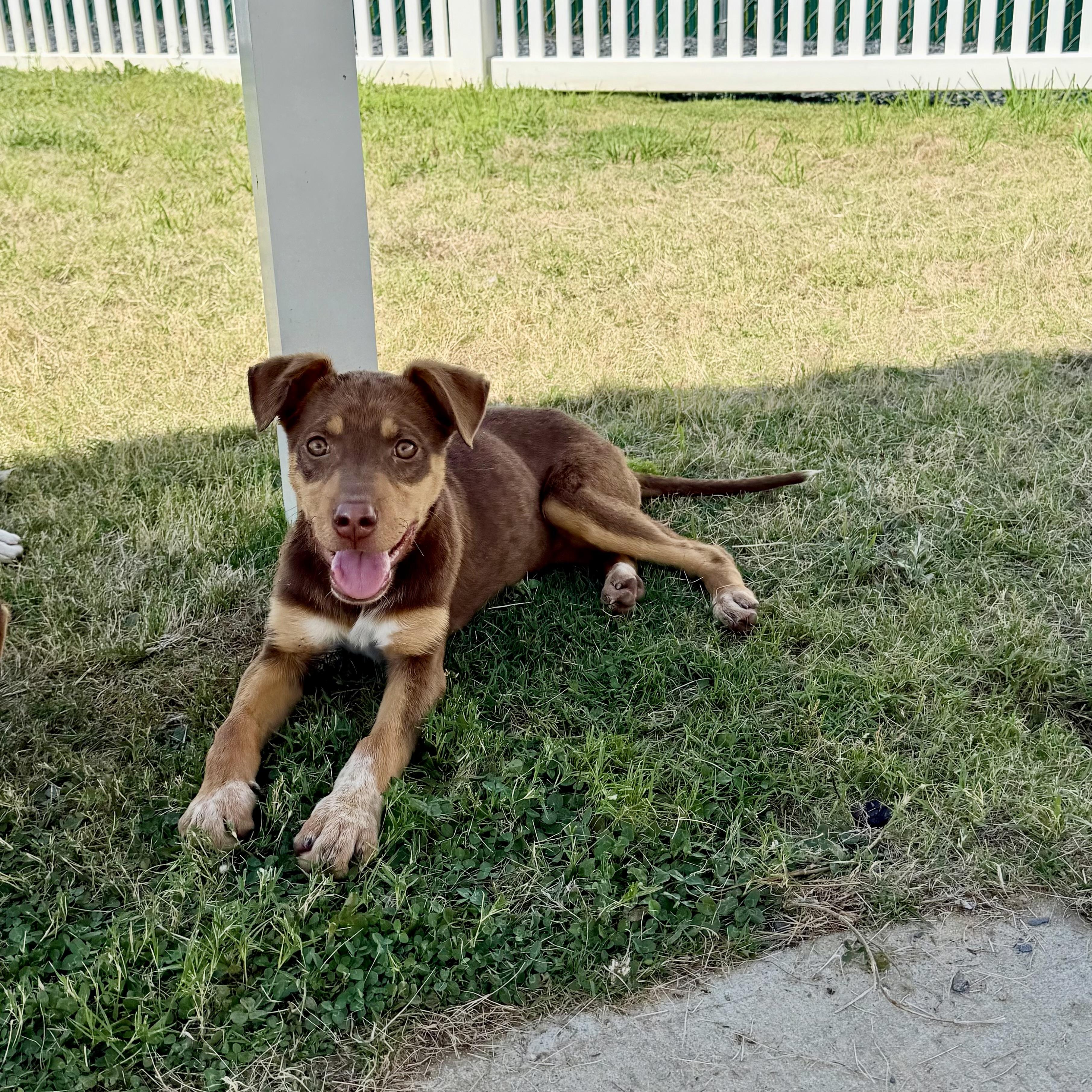 Enlarge Camilla, an adopted mixed breed in Paramus, NJ image 6/6