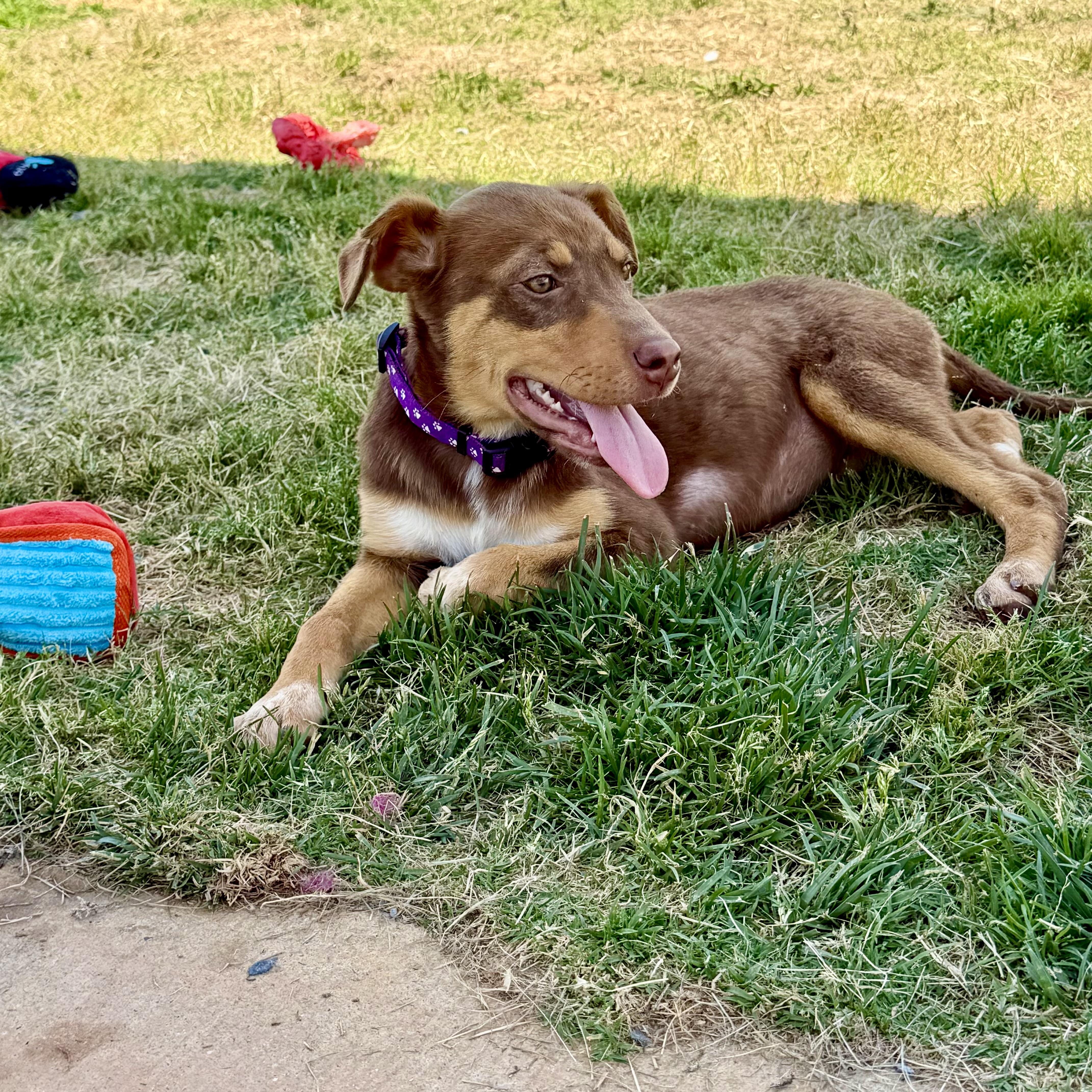 Enlarge Camilla, an adopted mixed breed in Paramus, NJ image 3/6