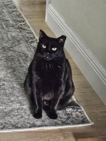 Enlarge Kong, a Adoptable Domestic Short Hair in Orlando, FL image 1/2