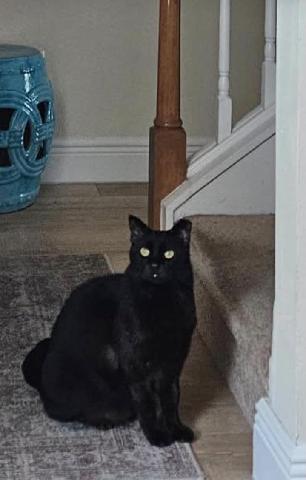 Enlarge Kong, a Adoptable Domestic Short Hair in Orlando, FL image 2/2