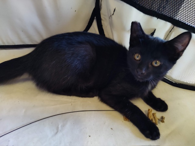Lou, Young Male Domestic Short Hair