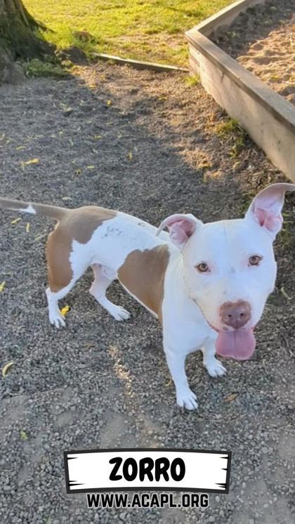 Zorro, a Adoptable mixed breed in Ashtabula, OH image 1/3