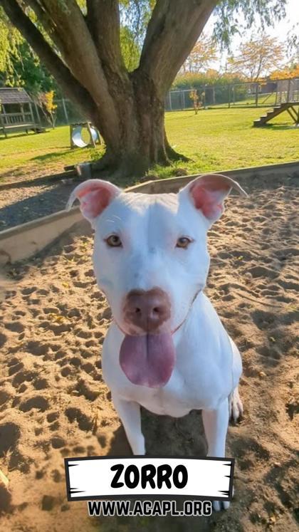 Zorro, a Adoptable mixed breed in Ashtabula, OH image 2/3