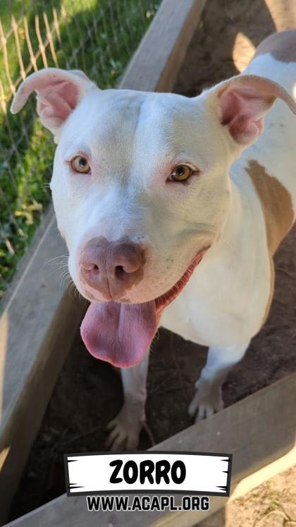 Zorro, a Adoptable mixed breed in Ashtabula, OH image 3/3