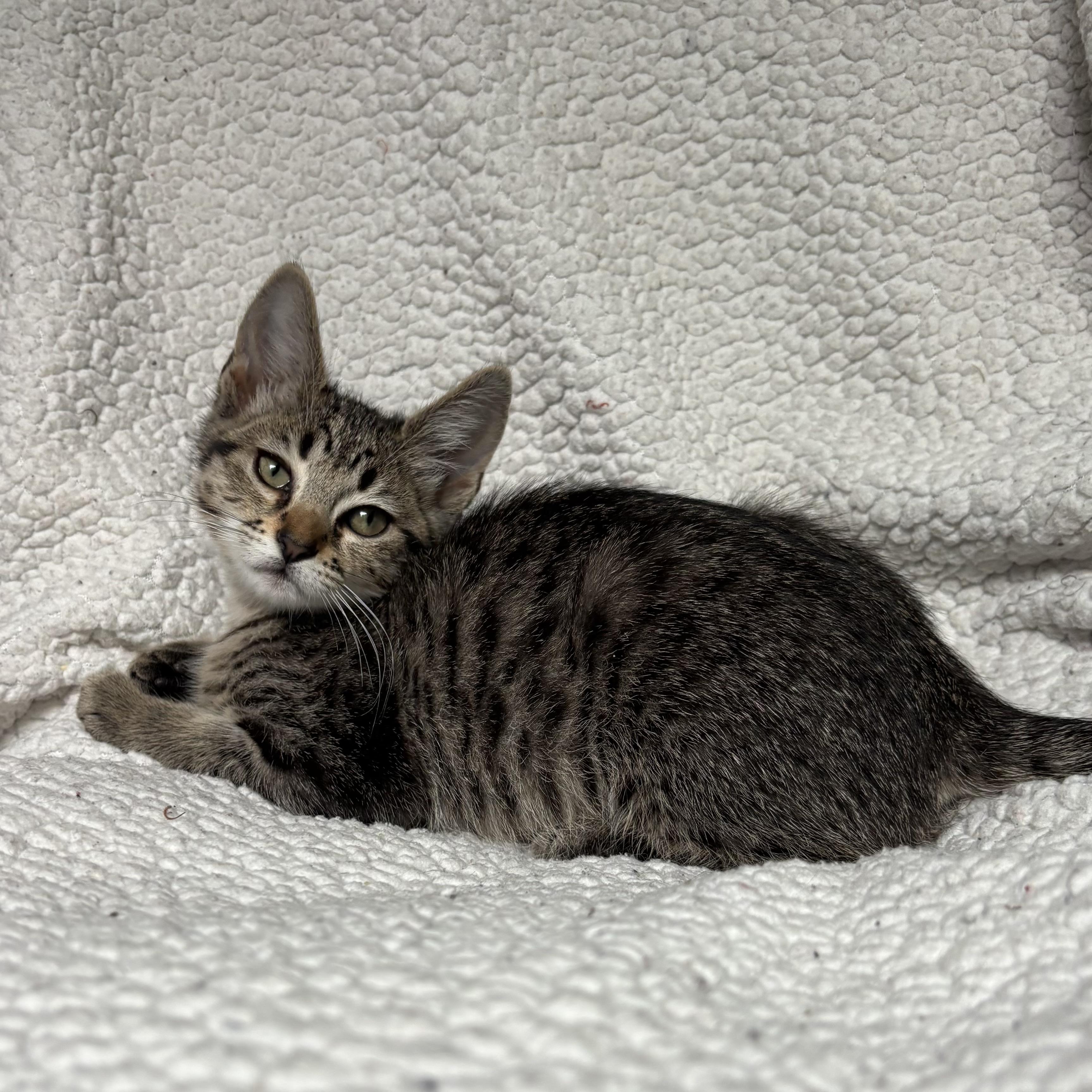 Blossom, a ADOPTABLE Domestic Short Hair in Monroe, WA image 1/6