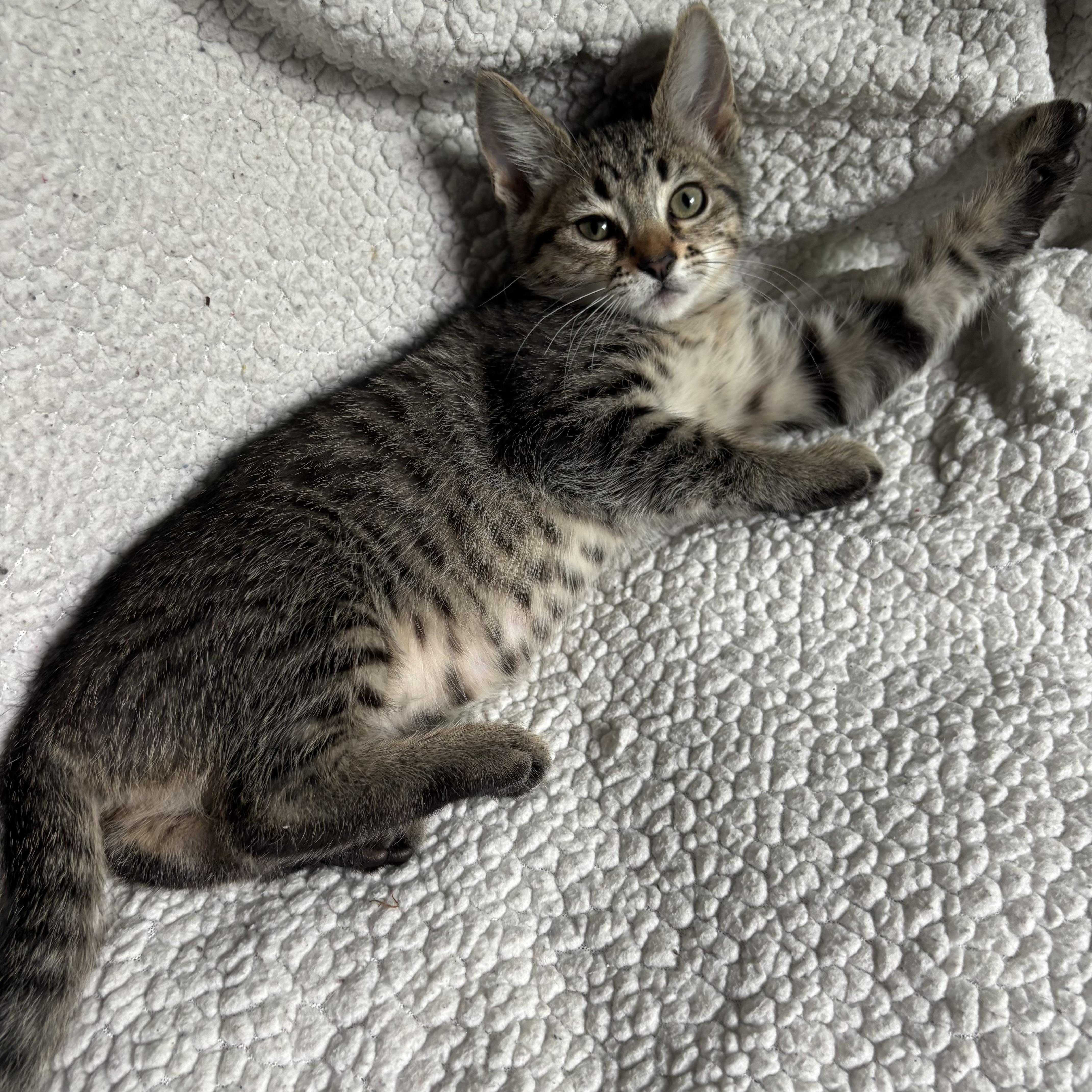 Blossom, a ADOPTABLE Domestic Short Hair in Monroe, WA image 4/6