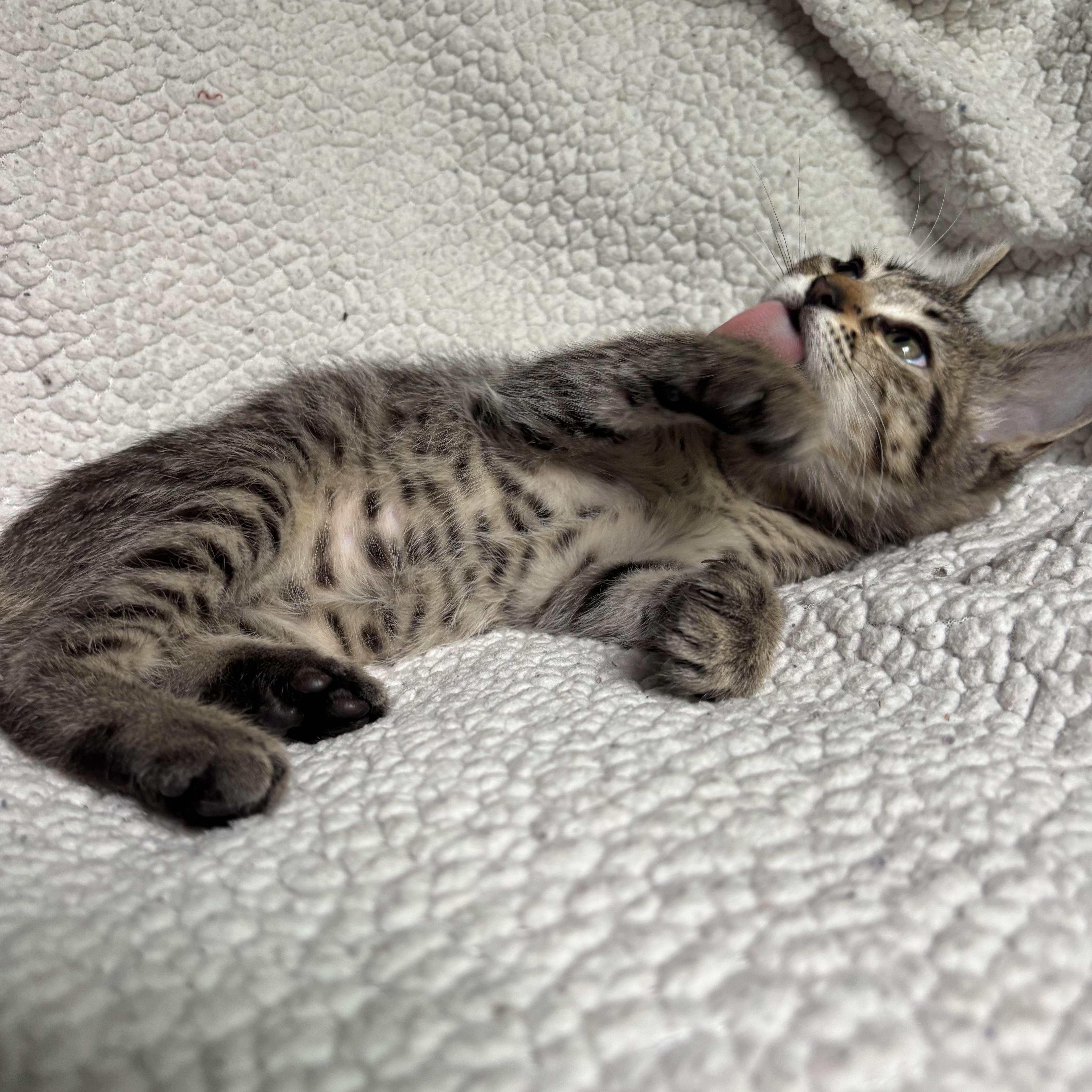 Blossom, a ADOPTABLE Domestic Short Hair in Monroe, WA image 3/6