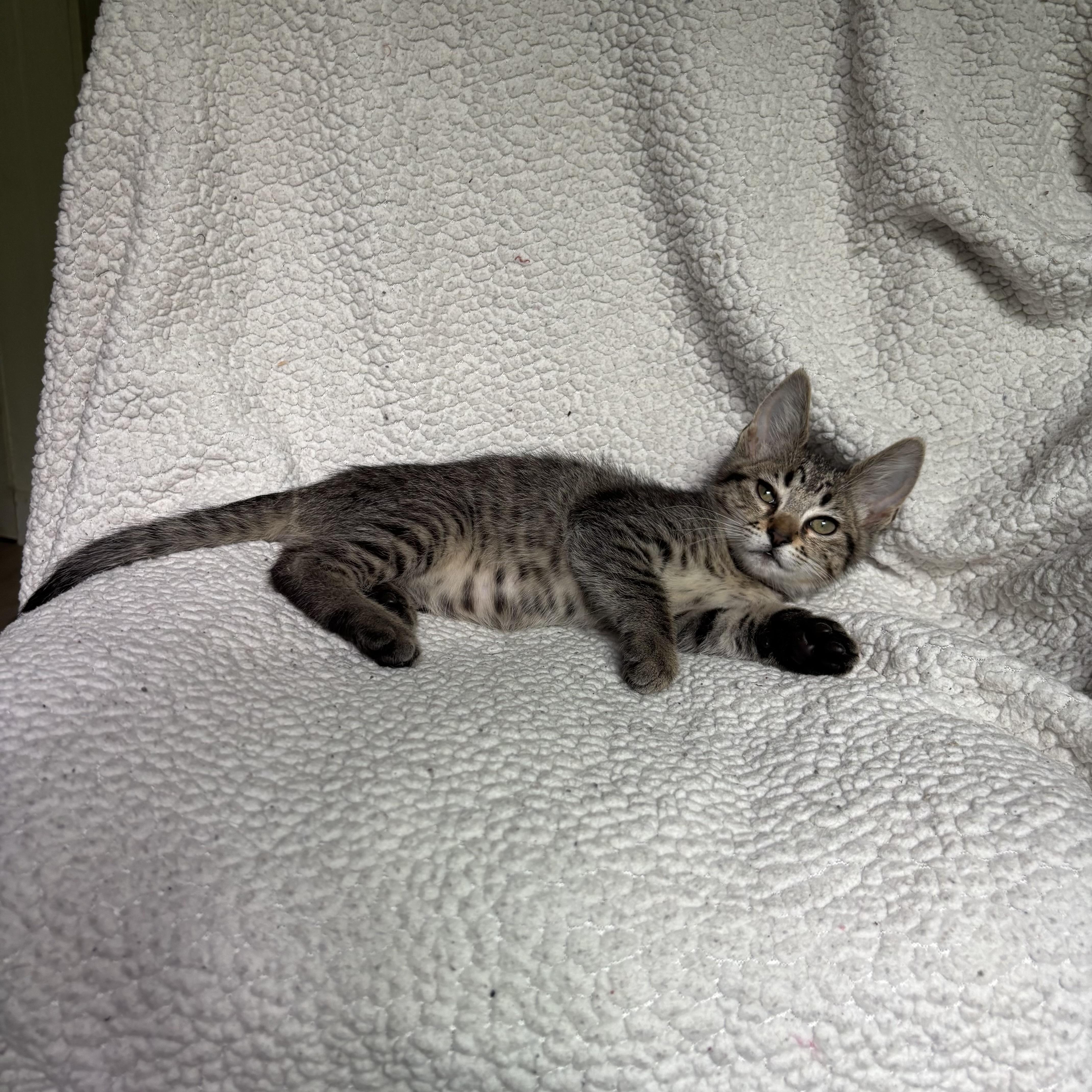 Blossom, a ADOPTABLE Domestic Short Hair in Monroe, WA image 5/6