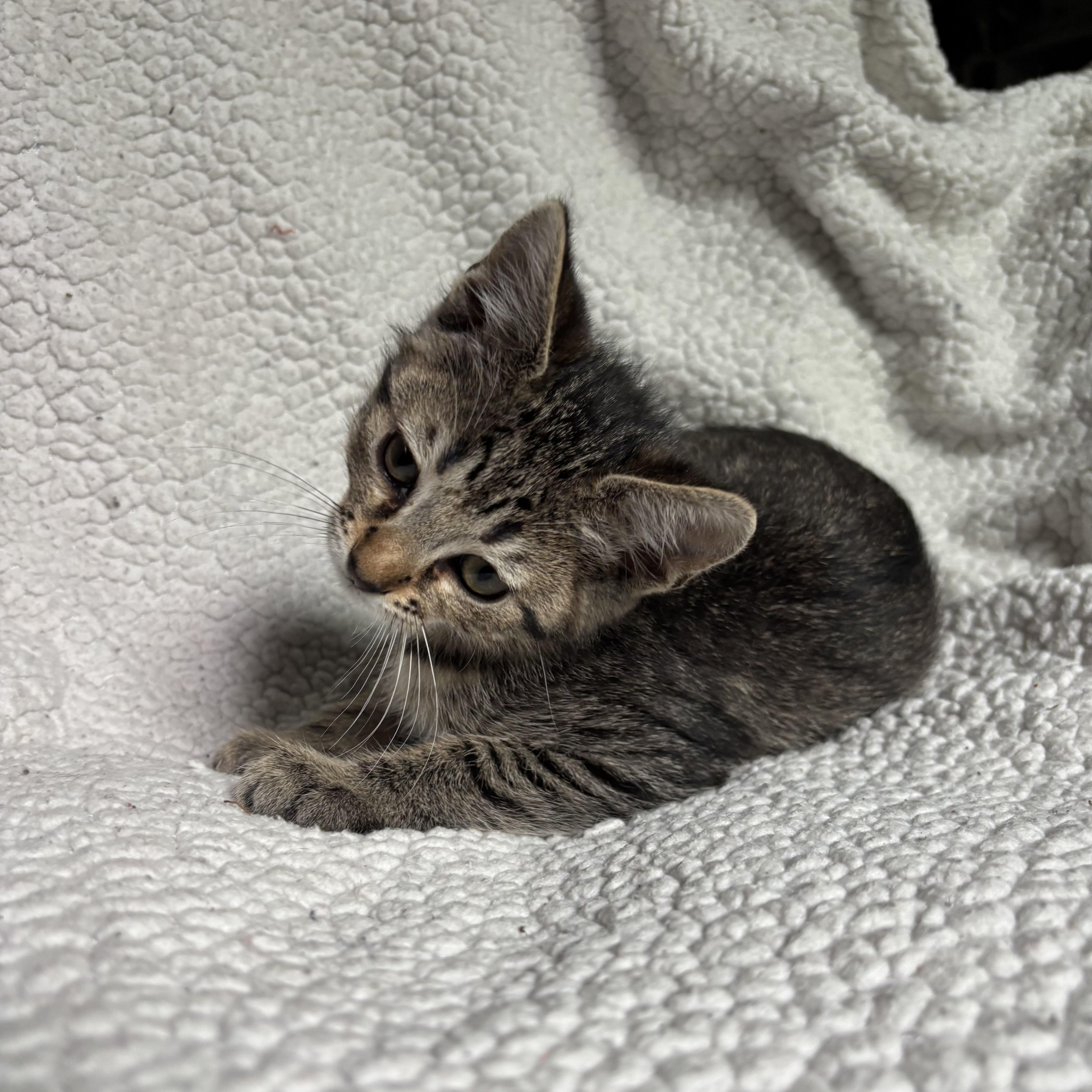 Blossom, a ADOPTABLE Domestic Short Hair in Monroe, WA image 6/6