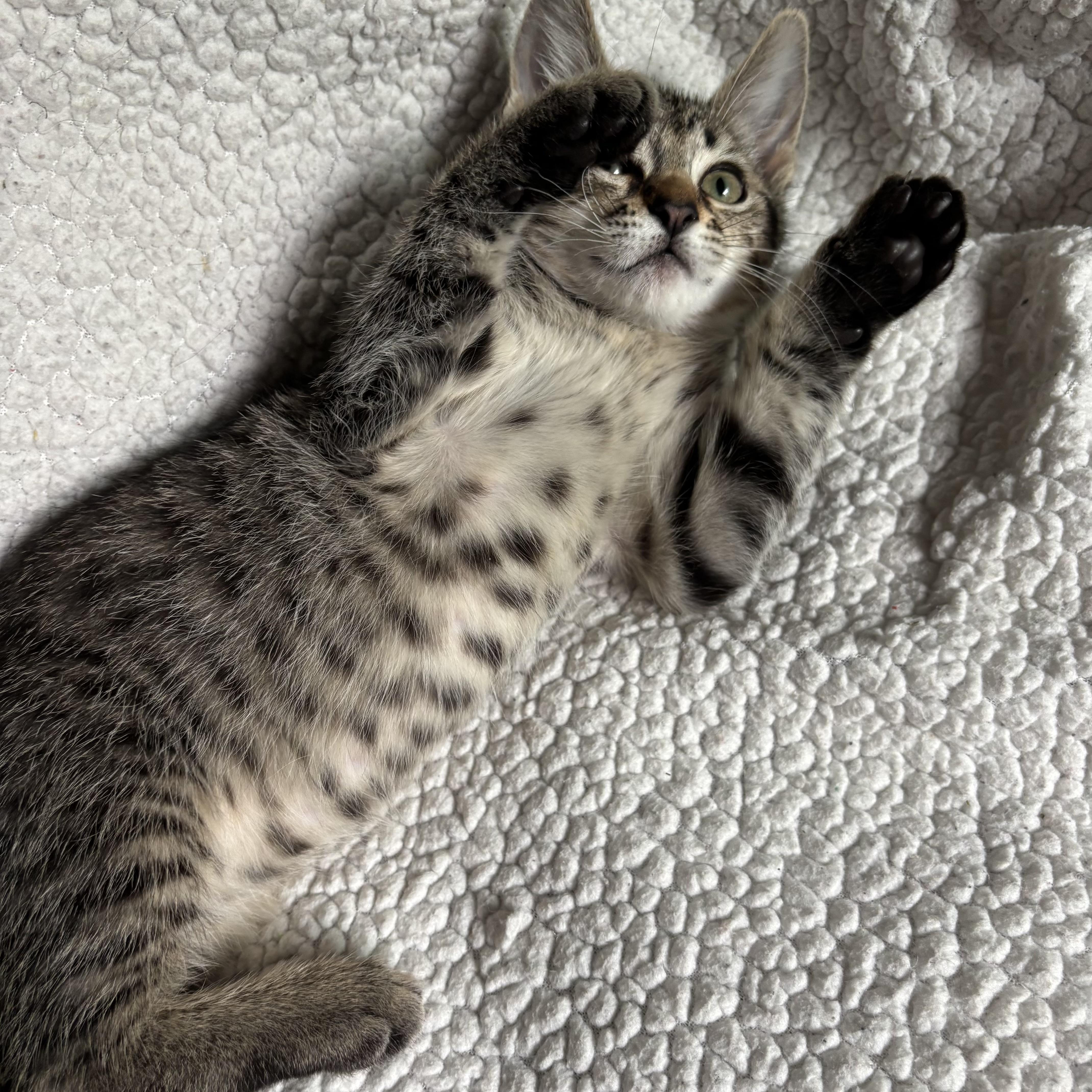 Blossom, a ADOPTABLE Domestic Short Hair in Monroe, WA image 2/6