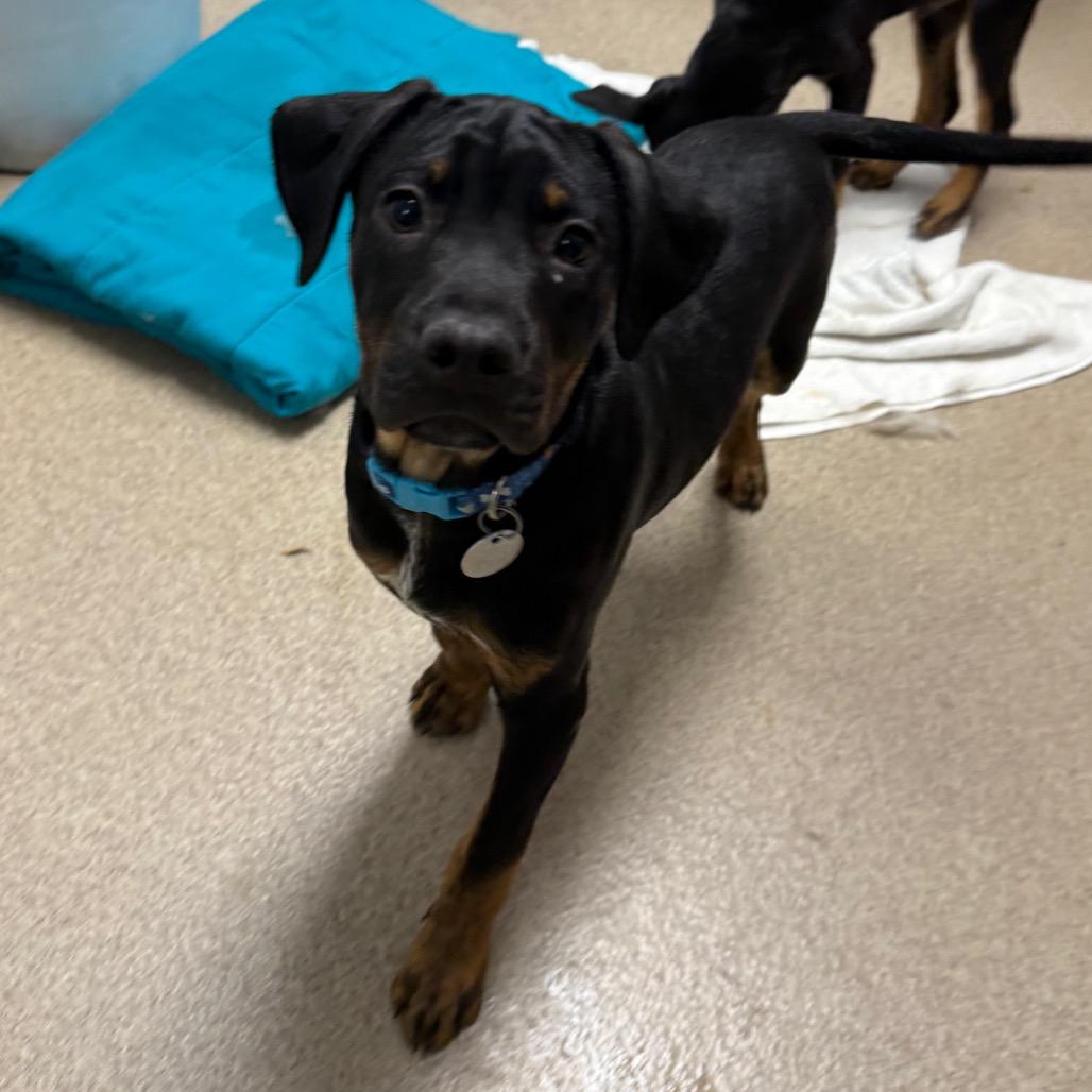 Thunder, Adoptable, Puppy Male Rottweiler.
