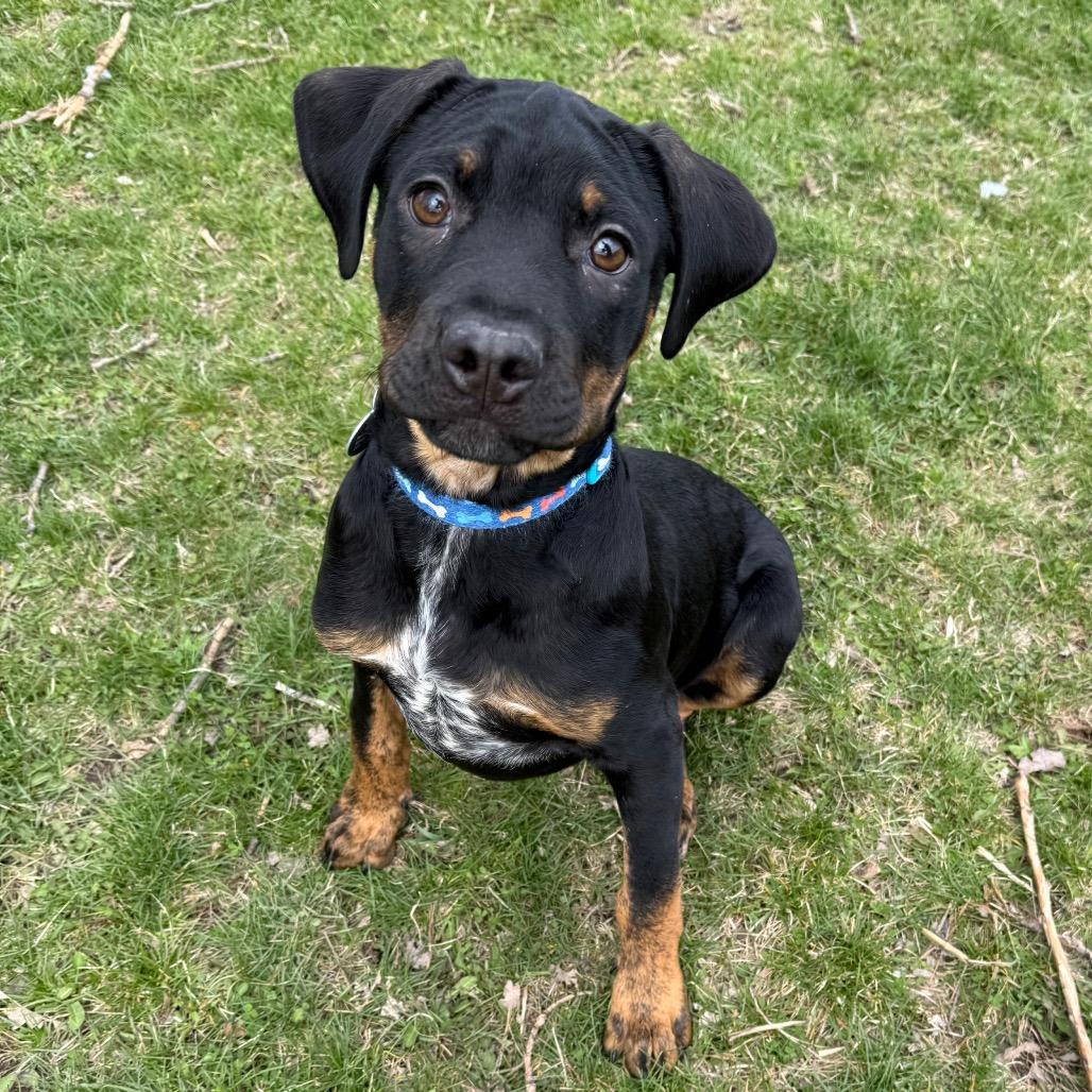Enlarge Thunder, a Adoptable mixed breed in Brookfield, WI image 3/4