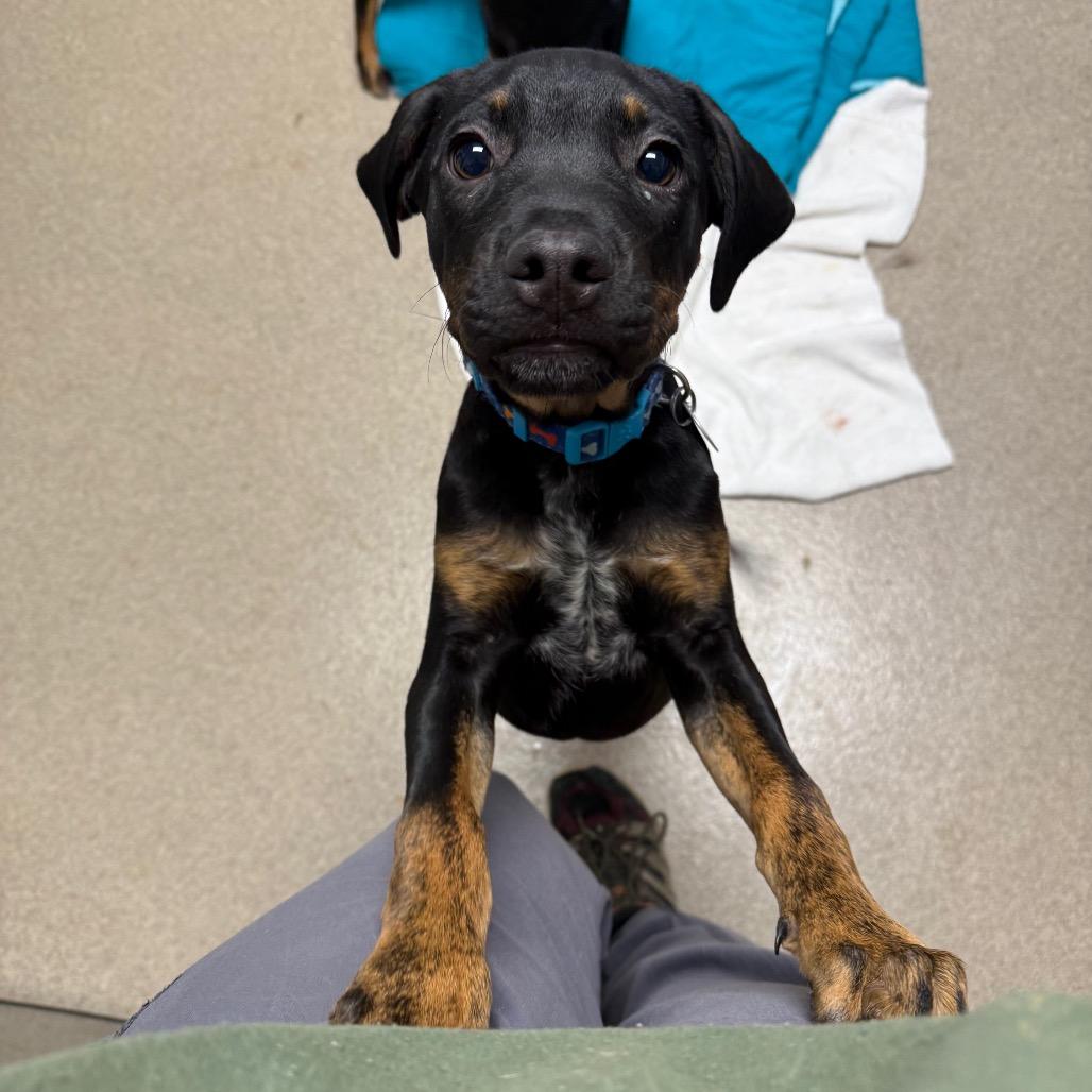 Enlarge Thunder, a Adoptable mixed breed in Brookfield, WI image 4/4