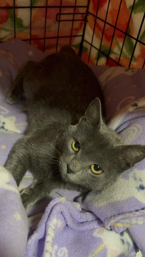 Enlarge Tyler, a Adoptable Domestic Short Hair in Panama City Beach, FL image 1/3