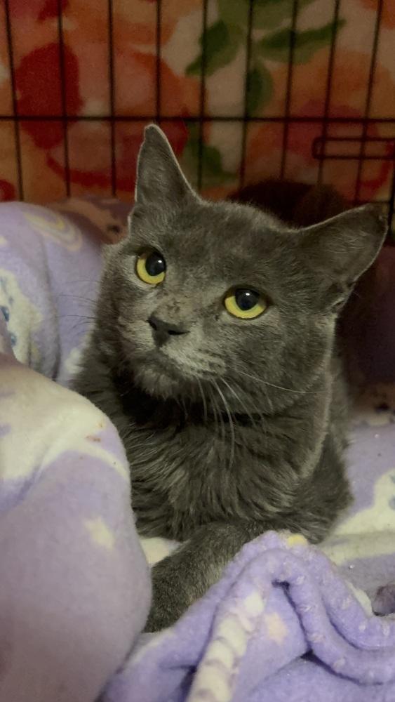 Enlarge Tyler, a Adoptable Domestic Short Hair in Panama City Beach, FL image 2/3