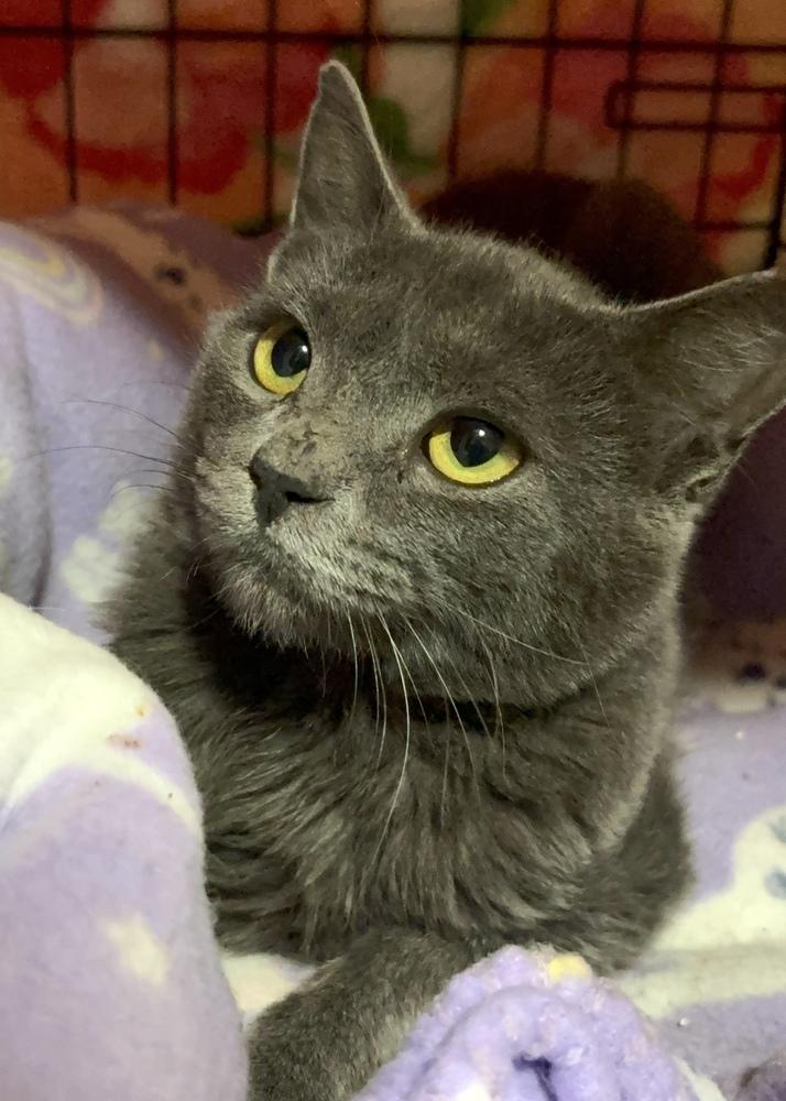 Enlarge Tyler, a Adoptable Domestic Short Hair in Panama City Beach, FL image 3/3