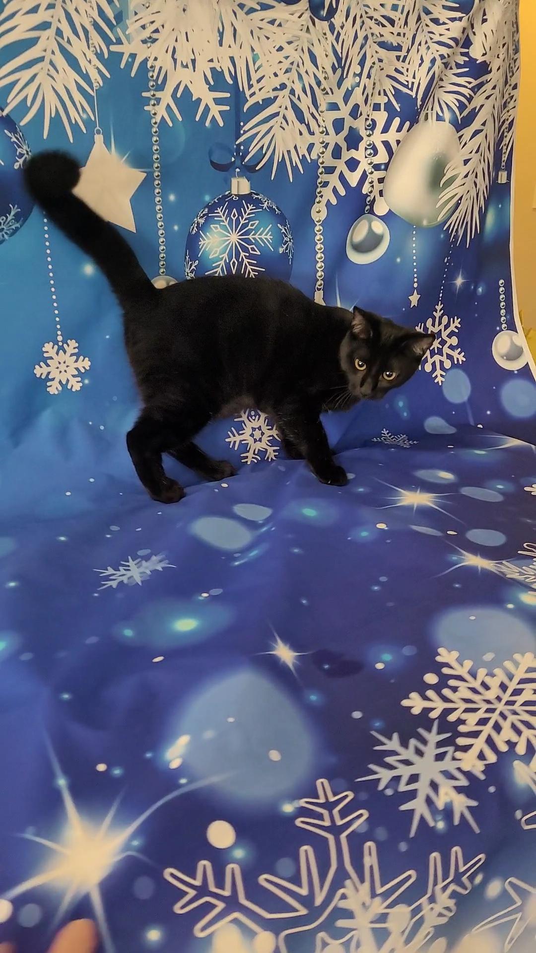 Enlarge BINKSY, a ADOPTABLE Domestic Short Hair in Escalon, CA image 1/6