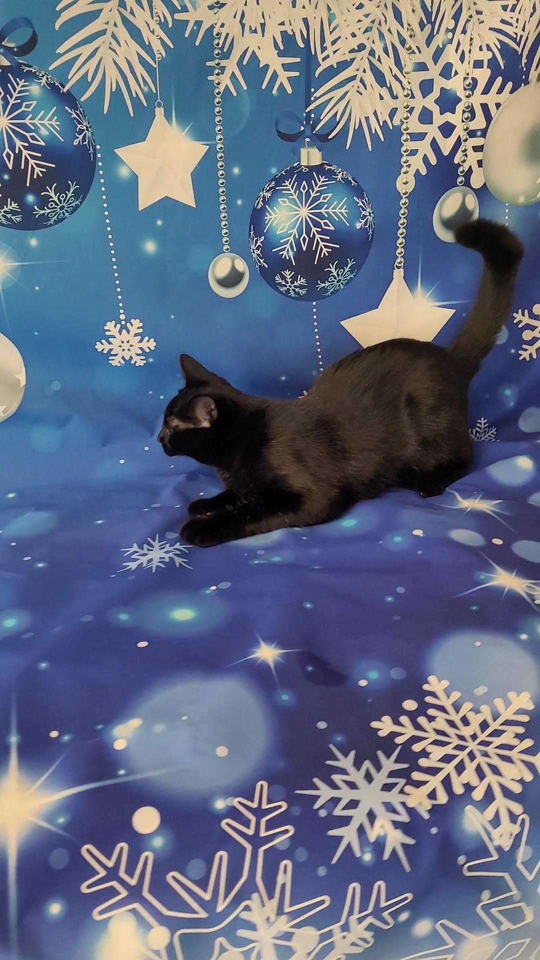 Enlarge BINKSY, a ADOPTABLE Domestic Short Hair in Escalon, CA image 2/6