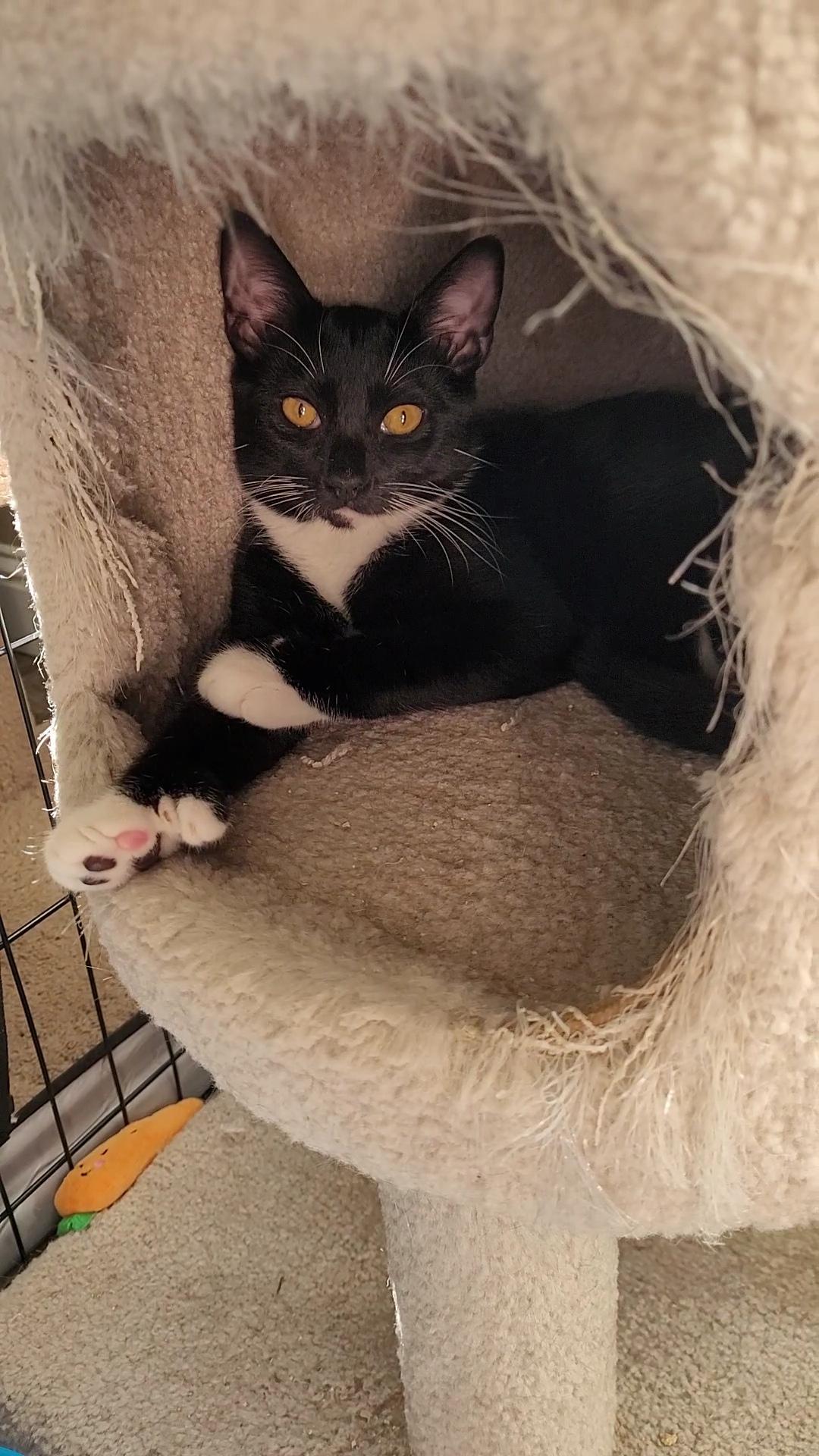 Enlarge BINKSY, a ADOPTABLE Domestic Short Hair in Escalon, CA image 3/6