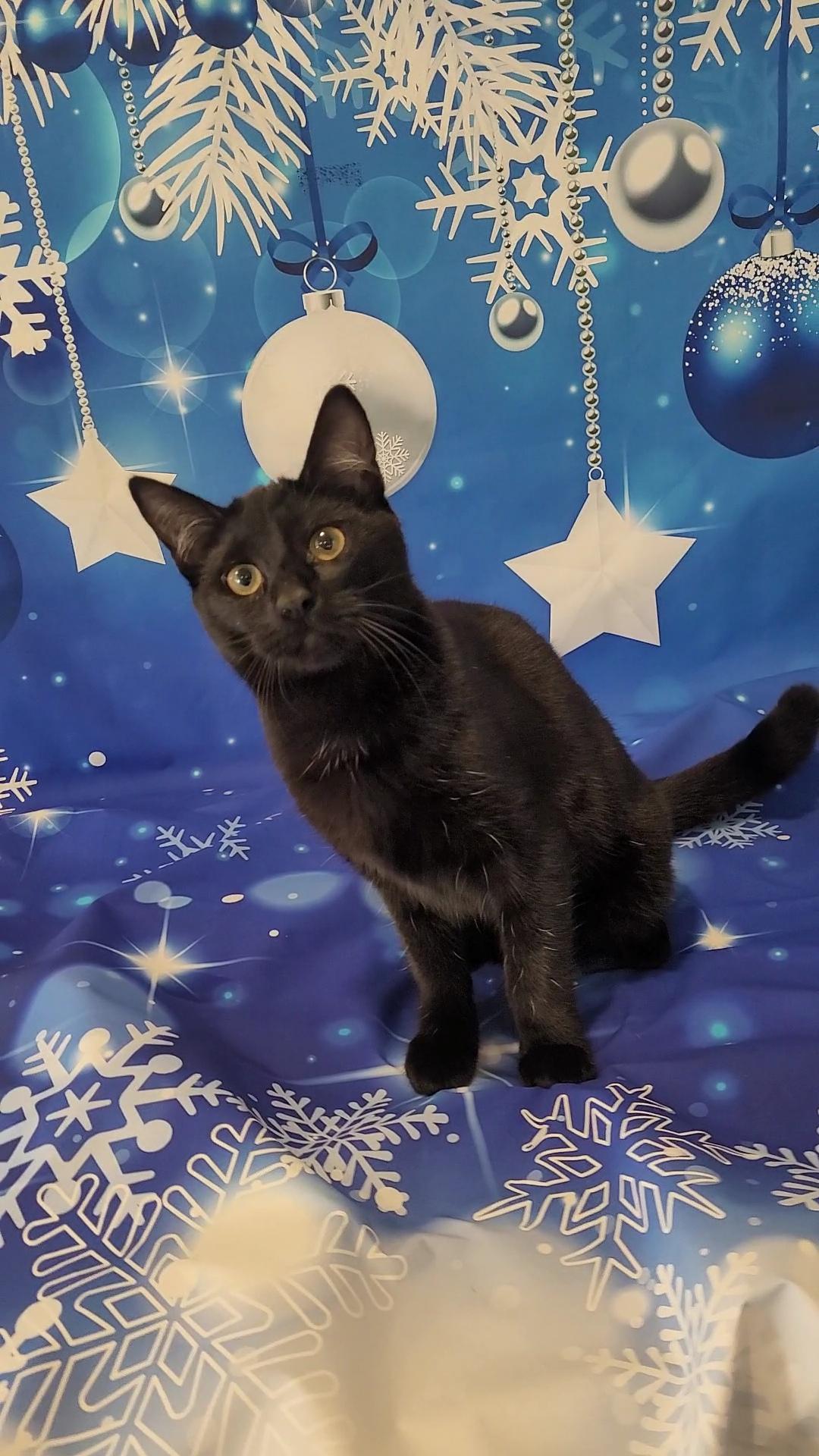 BINKSY, ADOPTABLE, Kitten Female Domestic Short Hair.