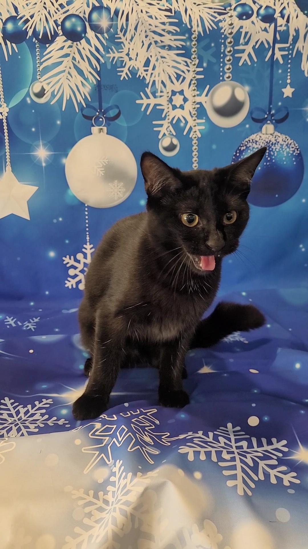 BINKSY, ADOPTABLE, Kitten Female Domestic Short Hair.