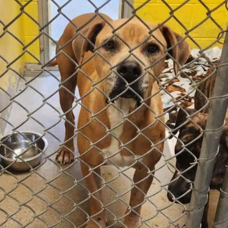 Enlarge Petunia, a Adoptable Mastiff in Redding, CA image 1/2