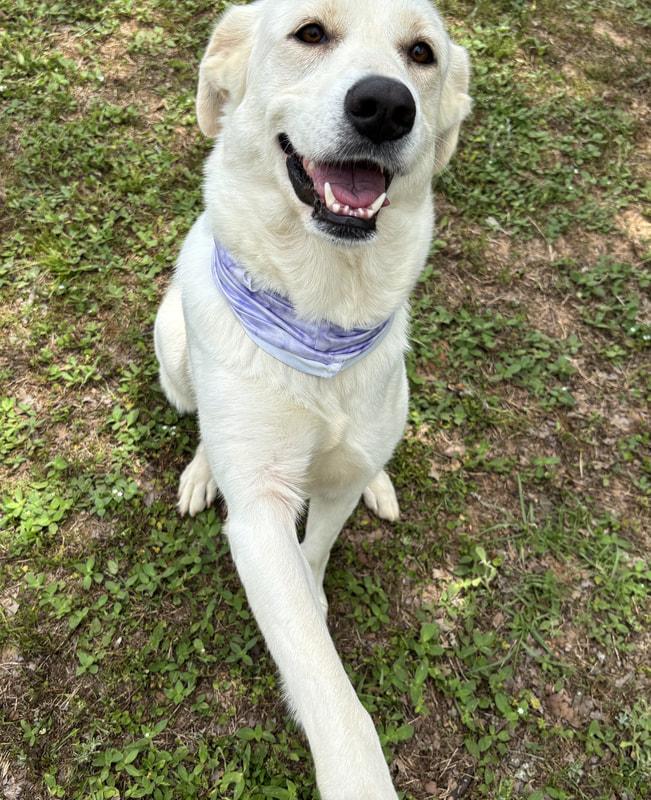 Allie, a Adopted mixed breed in Point Clear, AL image 3/6