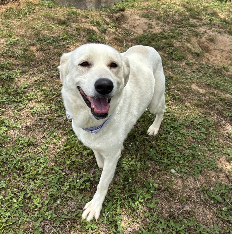 Allie, a Adopted mixed breed in Point Clear, AL image 2/6