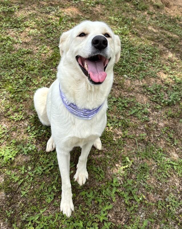 Allie, a Adopted mixed breed in Point Clear, AL image 1/6