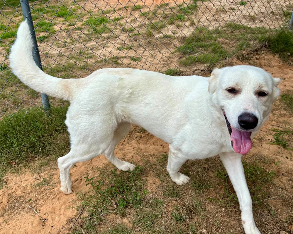 Allie, a Adopted mixed breed in Point Clear, AL image 5/6