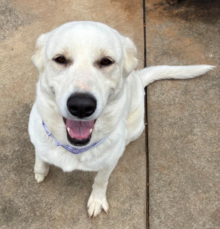 Allie, a Adopted mixed breed in Point Clear, AL image 6/6