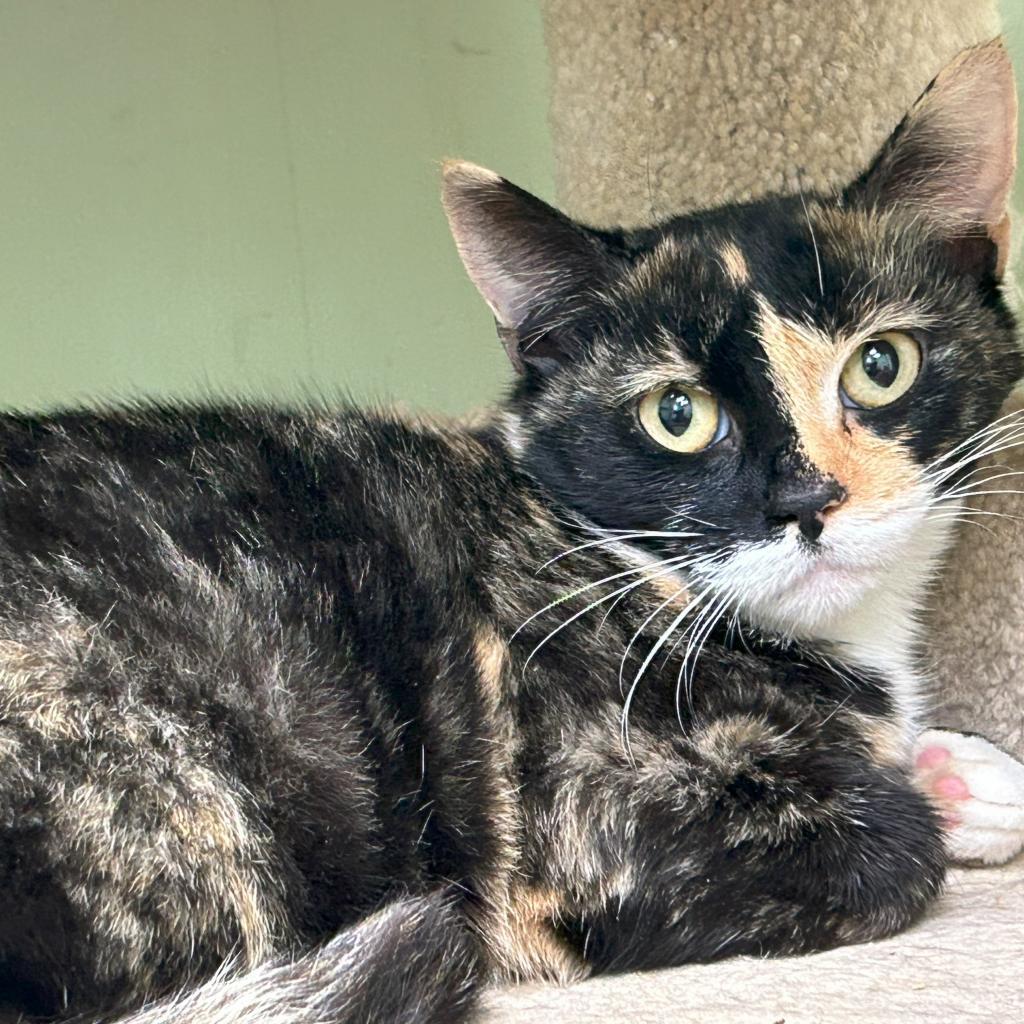 Enlarge Verona, a Adoptable Domestic Short Hair in Lions Bay, BC image 1/1