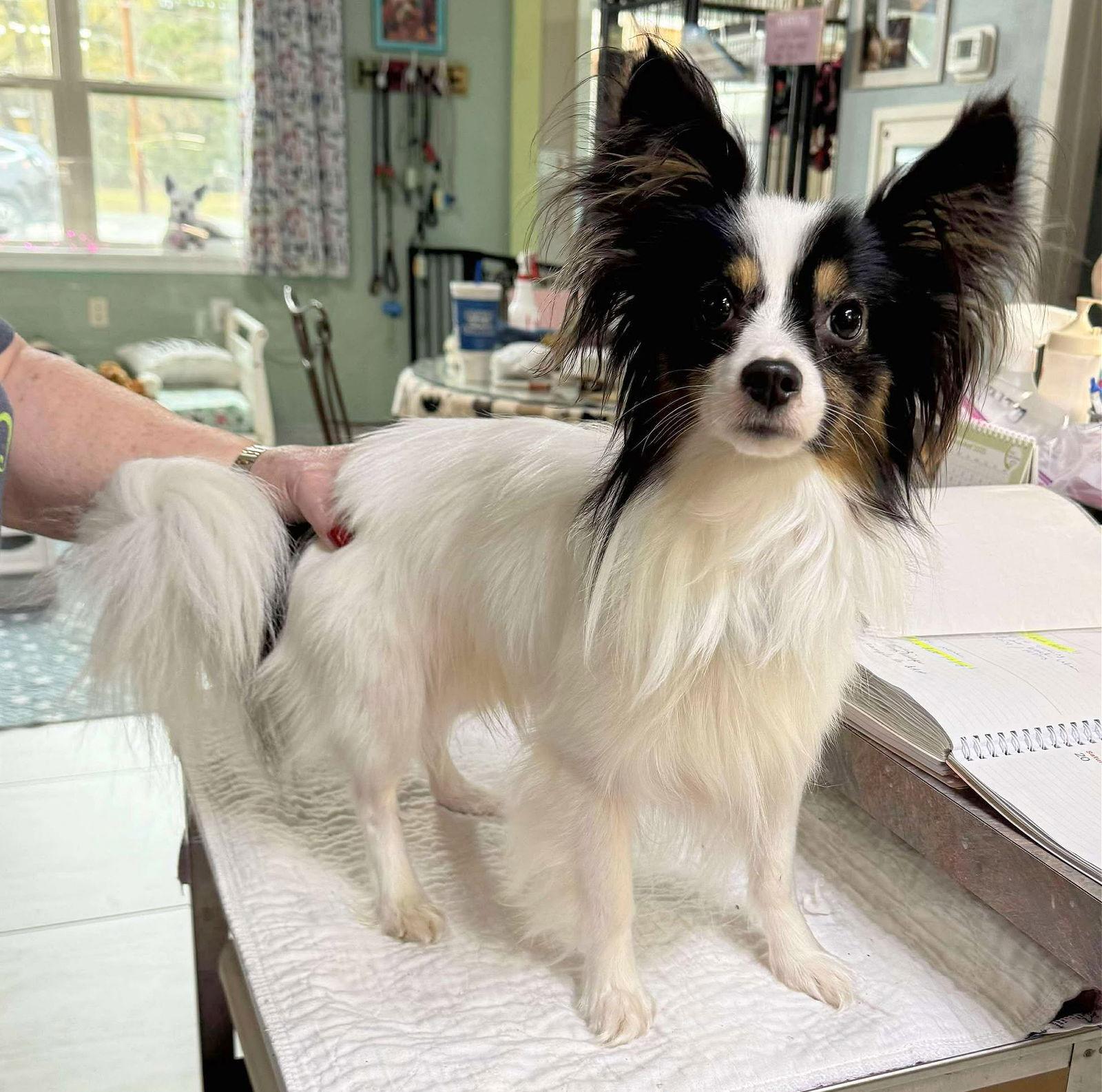 Enlarge Jonti (NOT YET AVAILABLE), a Adoptable Papillon in Benton, LA image 1/1
