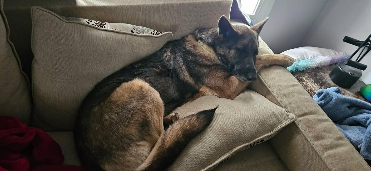 Enlarge Rosie, a ADOPTABLE mixed breed in Munfordville, KY image 5/5