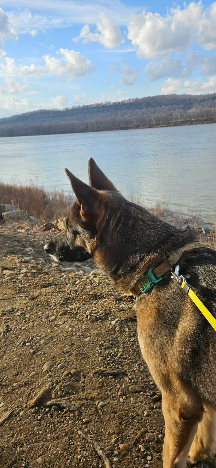 Enlarge Rosie, a ADOPTABLE mixed breed in Munfordville, KY image 3/5