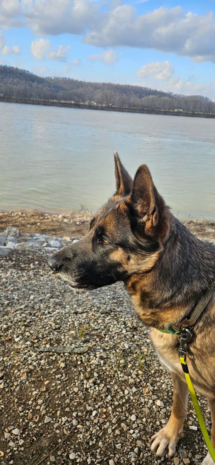 Enlarge Rosie, a ADOPTABLE mixed breed in Munfordville, KY image 1/5